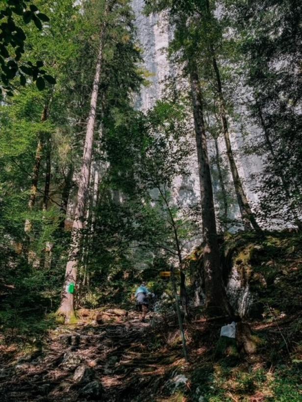 Eine Person wandert auf einem steinigen Pfad durch einen dichten Wald.