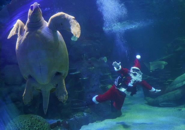 Ein Weihnachtsmann-Taucher schwimmt mit einer grossen Schildkröte im Ozean.