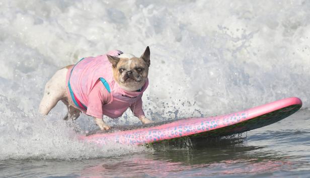 Eine Bulldogge mit rosa Hemd surft auf einem Surfbrett in einer Welle.