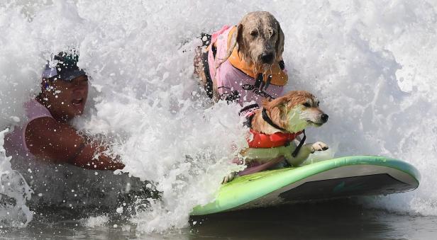 Zwei Hunde mit Schwimmwesten reiten auf einem Surfbrett durch eine Welle, begleitet von einer Person.