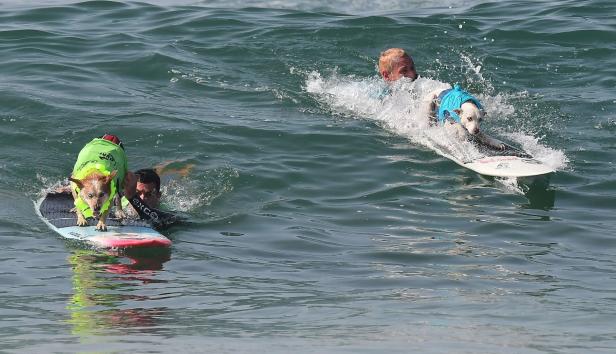 Zwei Hunde reiten mit ihren Besitzern auf Surfbrettern im Meer.