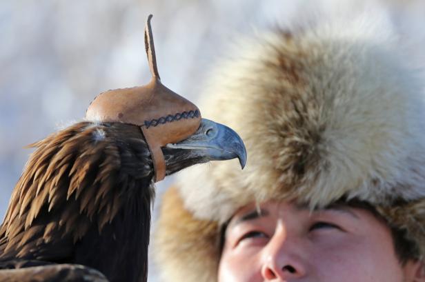 Ein Steinadler trägt eine Lederhaube neben dem Gesicht eines Mannes mit Pelzmütze.