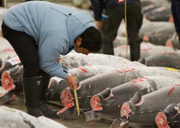 Ein Mann untersucht auf einem Fischmarkt Thunfische.