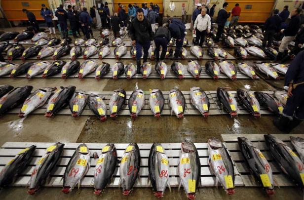 Auf einem Fischmarkt liegen viele Thunfische mit Preisschildern ausgestellt.