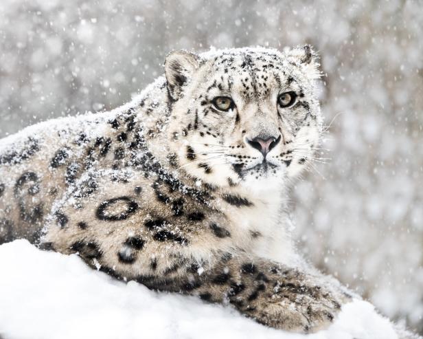 Ein Schneeleopard liegt im Schnee, sein Fell ist mit Schneeflocken bedeckt.
