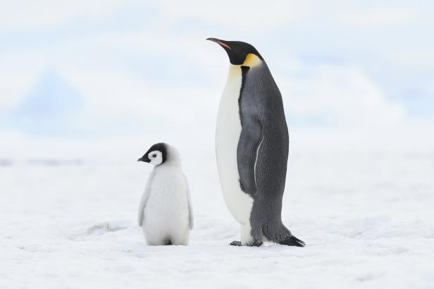 Ein Kaiserpinguin steht mit seinem Küken im Schnee.