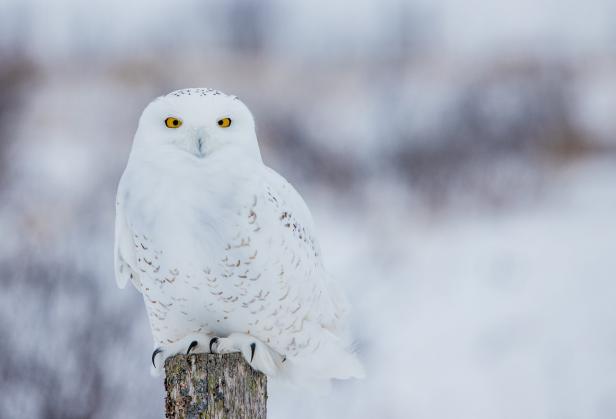 Tragische Helden oder wertvolle Botschafter: Was tierische Filmstars bewirken