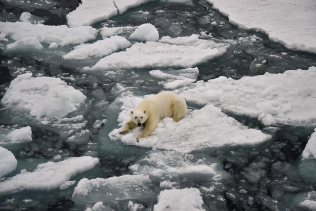 Ein Eisbär liegt auf einer Eisscholle im Wasser.