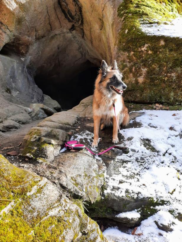 Ein brauner Schäferhund sitzt vor einer kleinen Höhle im Wald.