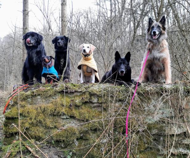 Fünf Hunde sitzen auf einer bemoosten Mauer im Wald.