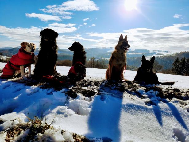 Fünf Hunde sitzen in einer verschneiten Landschaft unter blauem Himmel.