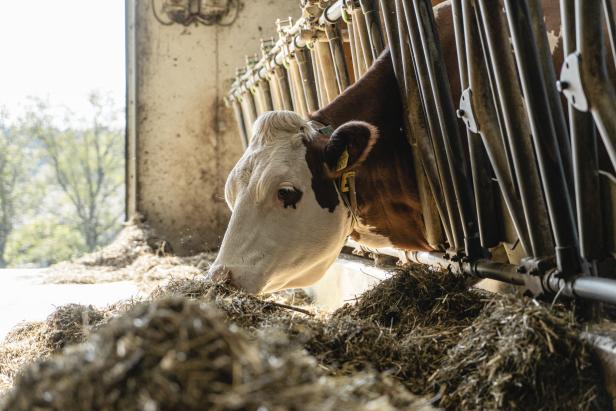 Milch, Joghurt, Käse: Wer checkt, was drinnen steckt?