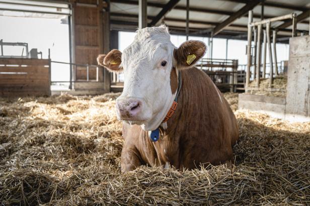 Milch, Joghurt, Käse: Wer checkt, was drinnen steckt?