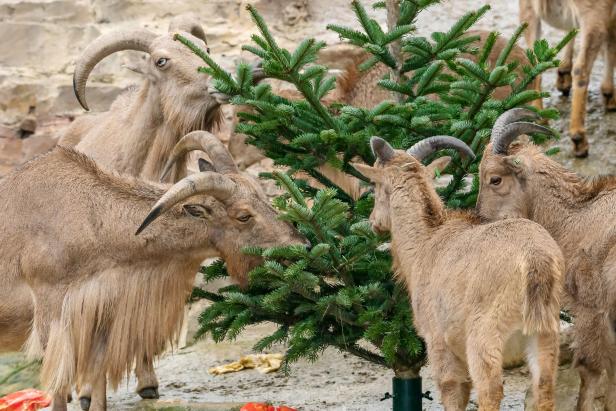 In Schönbrunn feiern auch die Berberaffen Weihnachten