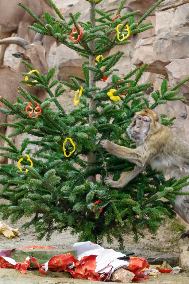 In Schönbrunn feiern auch die Berberaffen Weihnachten