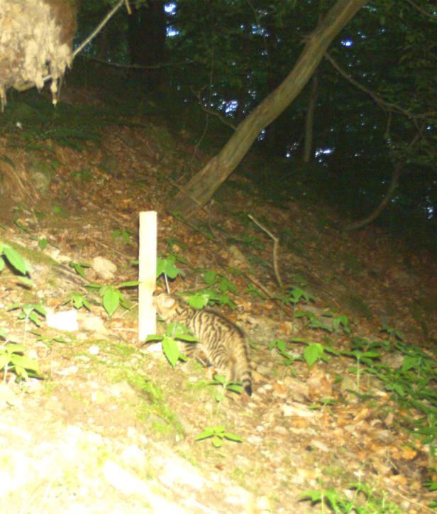 Wildkatzennachwuchs in der Wachau: Erstmals Foto von Jungtier