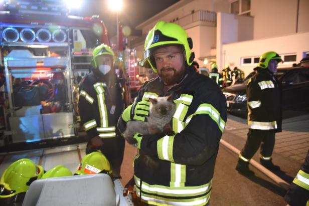 Feuerwehr rettete Katzen bei Wohnungsbrand