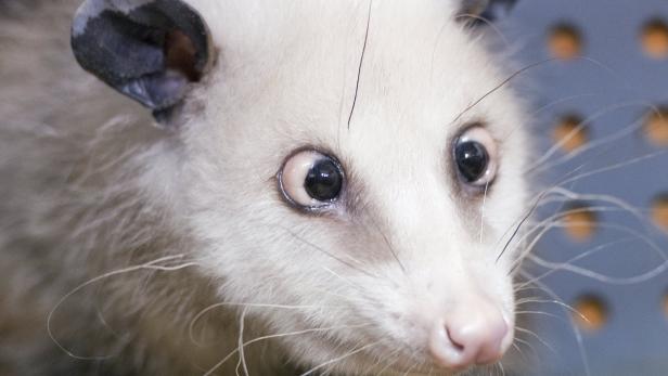 Nahaufnahme eines Albino-Opossums mit rosa Nase und großen Augen.