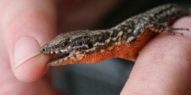 Eine kleine, orangefarbene Eidechse wird von einer Hand gehalten.