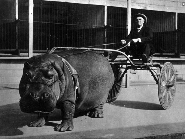 Ein Mann in Anzug und Hut fährt einen von einem Nilpferd gezogenen Wagen.