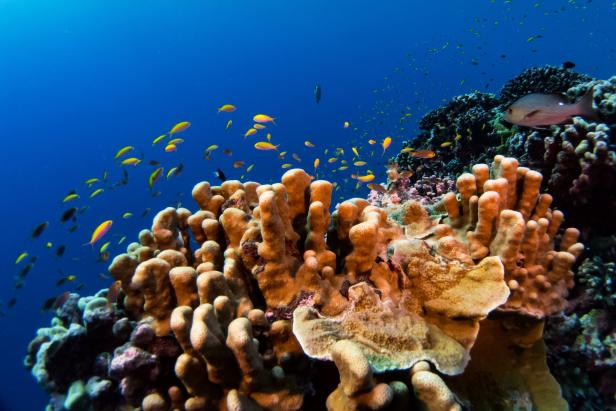 Eine bunte Vielfalt an Fischen schwimmt über einem Korallenriff.