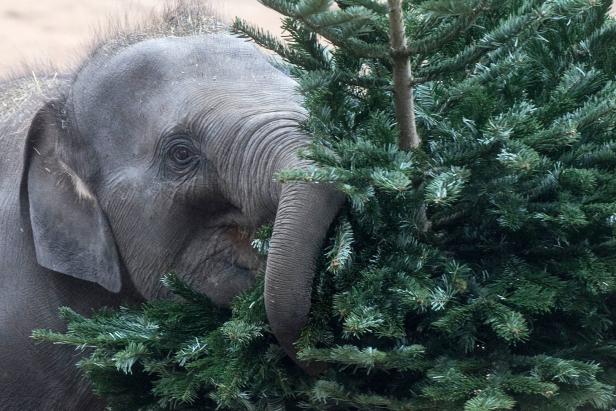 Ein Elefant frisst an einem grünen Nadelbaum.