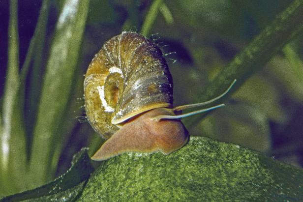 Eine Nahaufnahme einer Schnecke auf einem grünen Blatt.