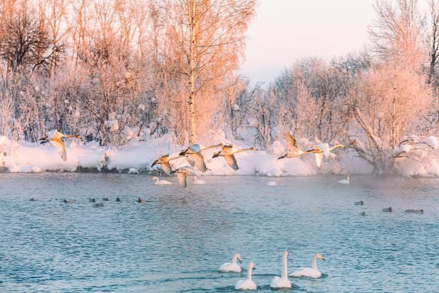 Eine Gruppe von Schwänen fliegt über einen Fluss im Winter.