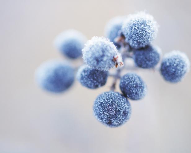 Nahaufnahme von frostbedeckten blauen Beeren an einem Zweig.