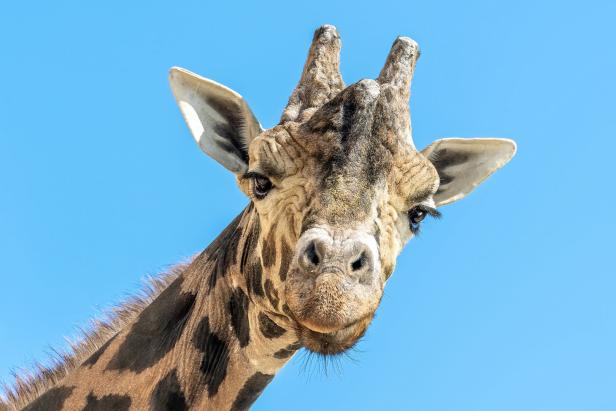Todesfälle Schönbrunner Zoo 2021: Verdiente Plätze in der Ahnengalerie