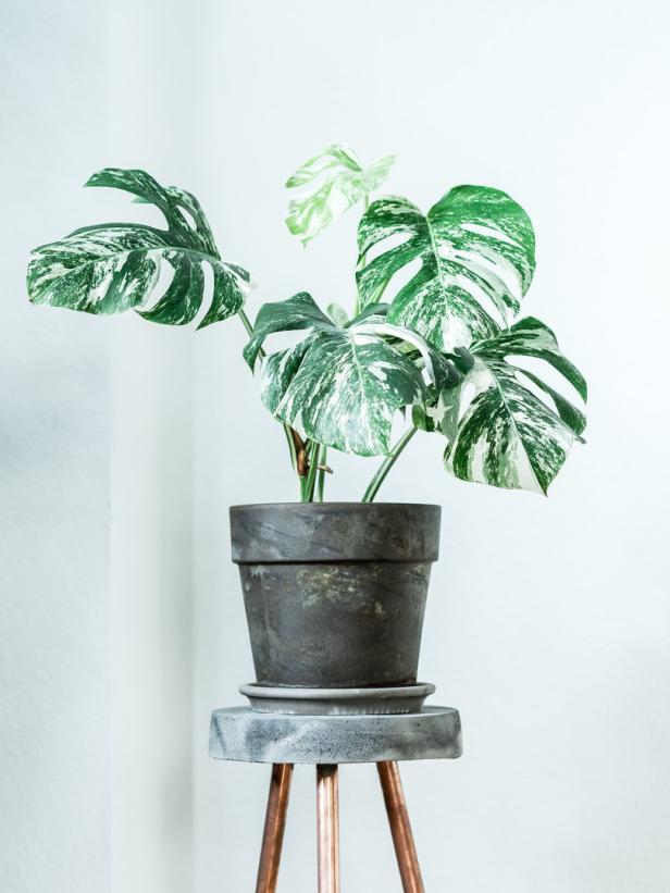 Eine panaschierte Monstera-Pflanze steht in einem Topf auf einem kleinen Tisch.