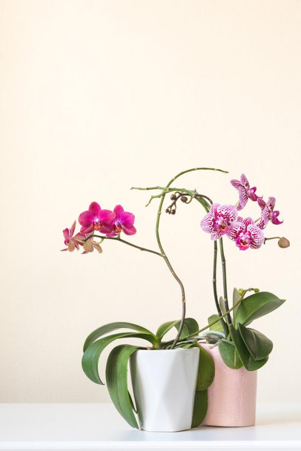 Zwei Orchideen in Töpfen, eine pinkfarbene und eine weiß-pinkfarbene, stehen auf einem Tisch.