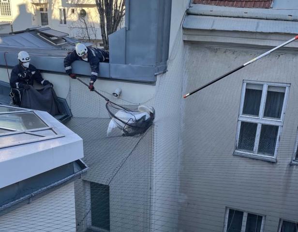 Feuerwehr rettet verletzten Schwan von Dach in Wien-Landstraße