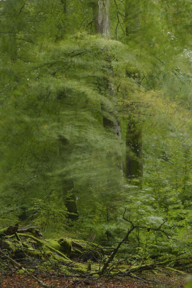 Ein Wald mit viel Grün und moosbedeckten Baumstämmen im Vordergrund.