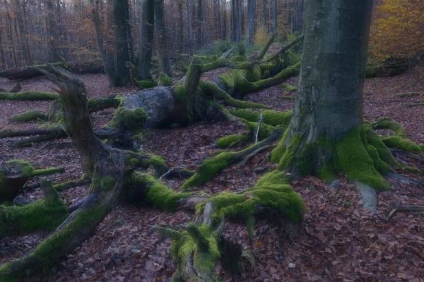 Moosbewachsene Baumstämme liegen auf dem Waldboden.
