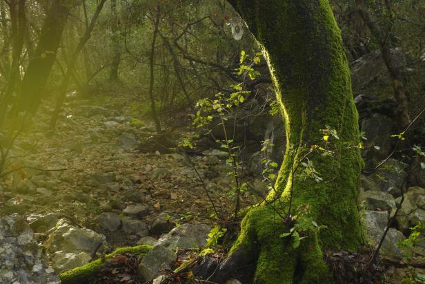 Ein moosbewachsener Baumstamm im Wald, beleuchtet von der Sonne.