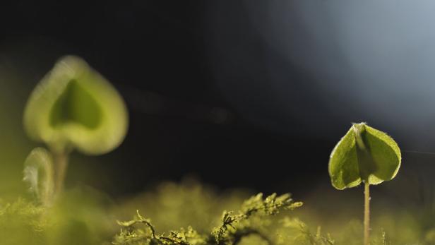 Zwei herzförmige Blätter sprießen aus dem Moos.