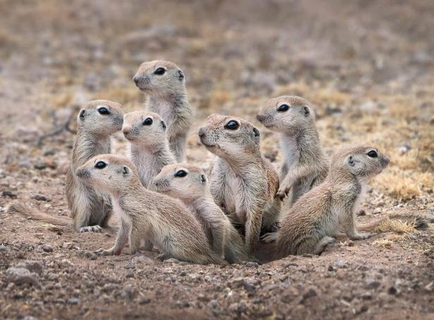 Eine Gruppe von Erdhörnchen steht aufrecht in einem sandigen Gebiet.