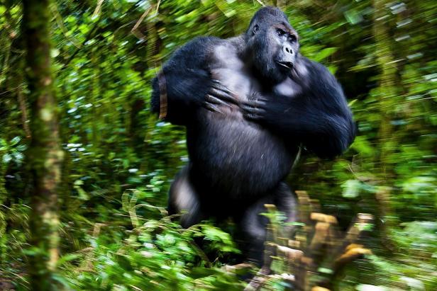 Ein Gorilla bewegt sich durch dichten, grünen Dschungel.