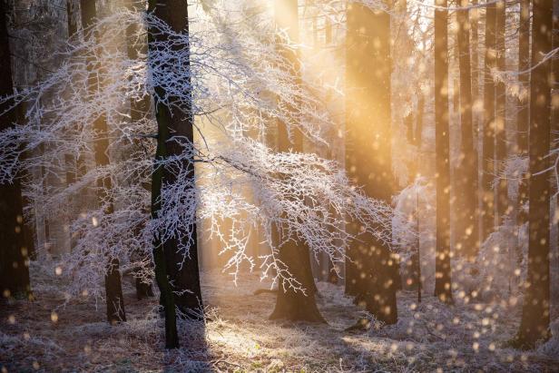 Sonnenstrahlen scheinen durch einen winterlichen Wald mit Reif auf den Bäumen.