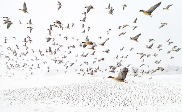 Eine große Schar von Gänsen fliegt über ein schneebedecktes Feld.