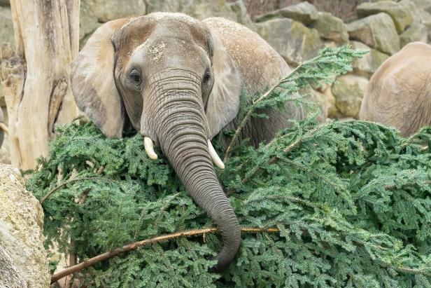 Schönbrunner Elefanten knabbern an Weihnachtsbaum