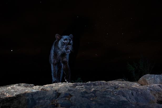 Ein schwarzer Panther steht nachts auf einem Felsen unter dem Sternenhimmel.