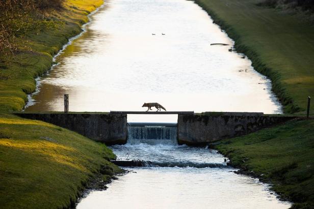Ein Fuchs überquert einen schmalen Steg über einen Kanal.