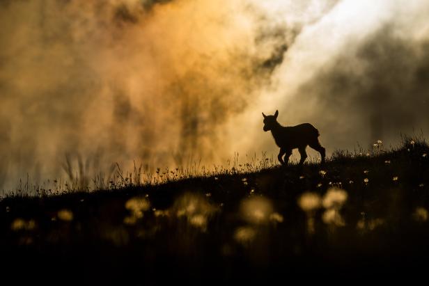 Die Silhouette eines Steinbock-Kitzes auf einer Bergwiese im Abendlicht.
