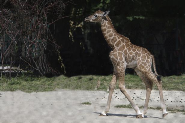 Auf Safari mit der Kamera: Die Foto-Community vom Schönbrunner Zoo