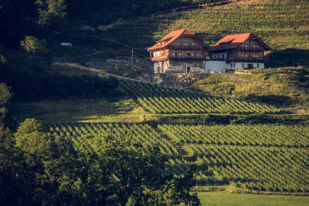 Zwei Holzhäuser mit roten Dächern inmitten eines grünen Weinbergs.