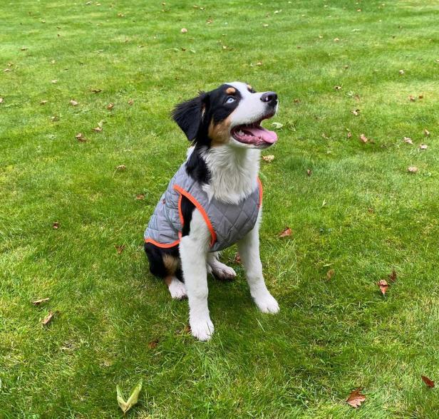 Ein Australian Shepherd Welpe sitzt auf einer grünen Wiese und trägt eine graue Weste.