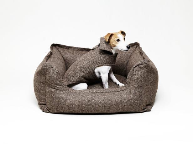 Ein Jack Russell Terrier sitzt in einem braunen Hundebett und trägt einen passenden Mantel.