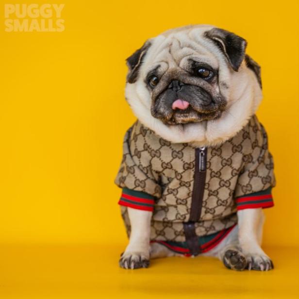 Ein Mops mit herausgestreckter Zunge trägt eine Gucci-Jacke vor einem gelben Hintergrund.